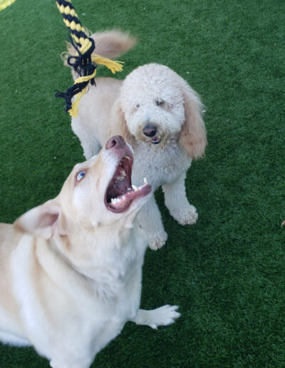 Dogs playing