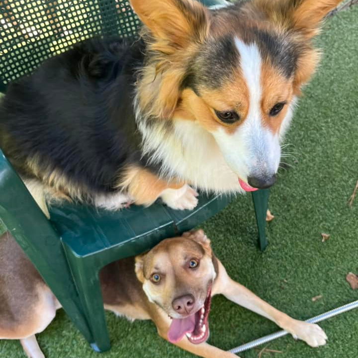 dogs on chair